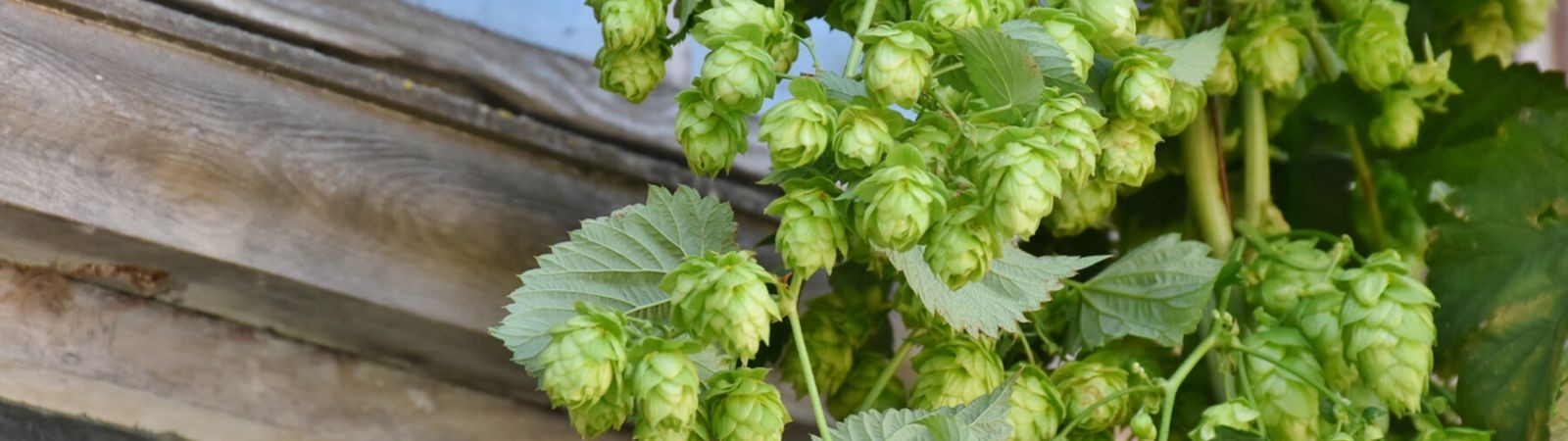 Za výlety Beskydské pivní stezky. Hlasujte pro nejlepší pivo a nejlahodnější pokrm v destinaci