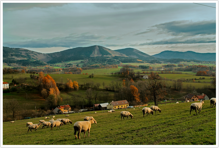Pastýři přihnali ovce na Pustevny, v sobotu je cílem Rožnov