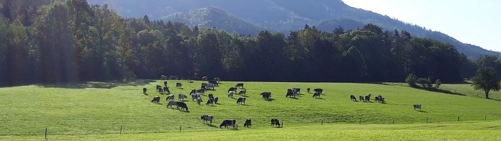 Farma Menšík